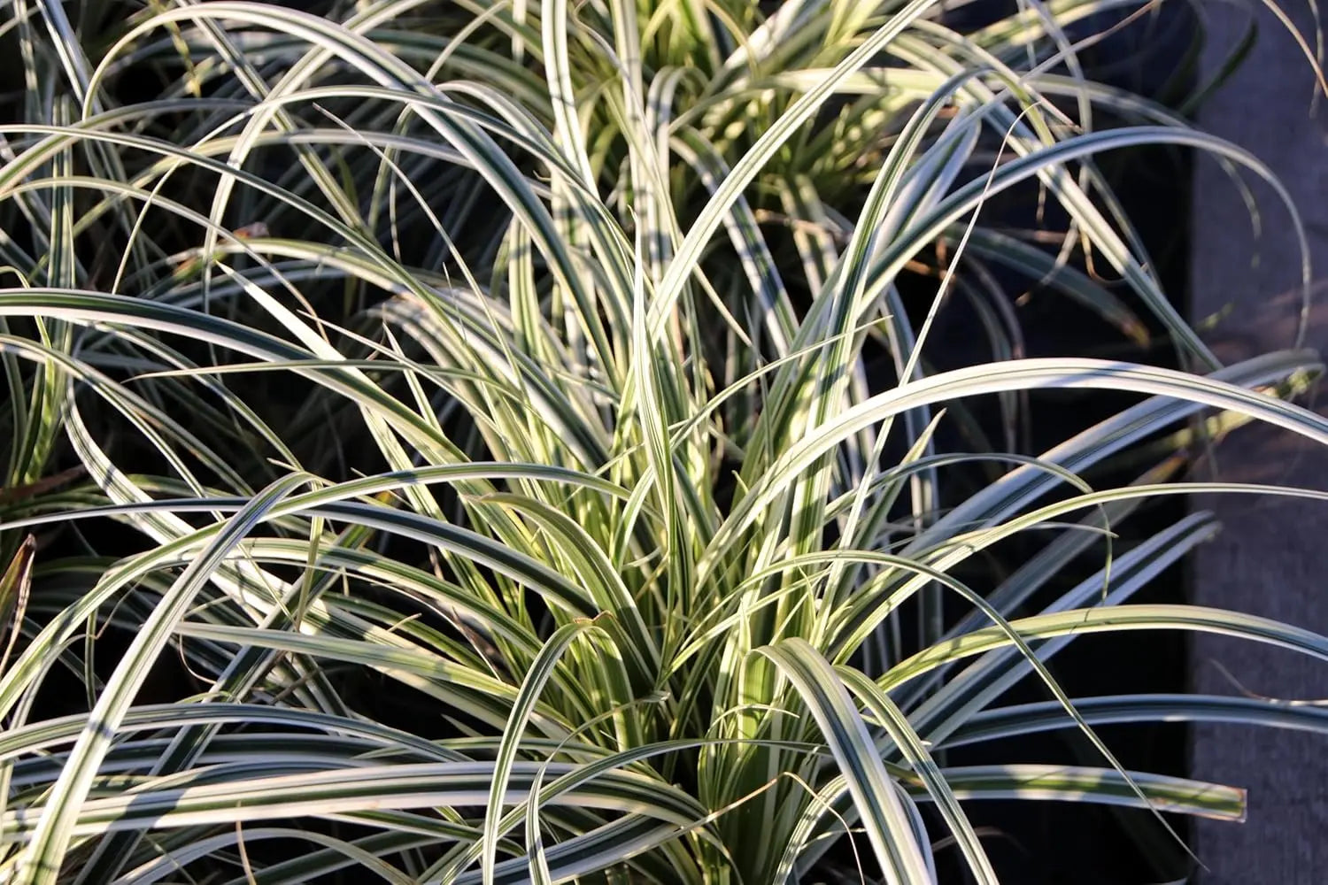 Ziergras Carex oshimensis 'Everest' von Stauden Gänge, grüne, schmale Blätter, dekoratives Ziergras für Garten und Balkon