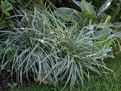 Ziergras Carex oshimensis 'Everest' von Stauden Gänge, grüne Blätter, im Garten gepflanzt, nahes Bild des japanischen Segge.