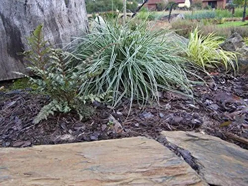 Ziergras Carex oshimensis 'Everest' von Stauden Gänge, dichtes japanisches Segge mit schmalen, grünen Blättern.