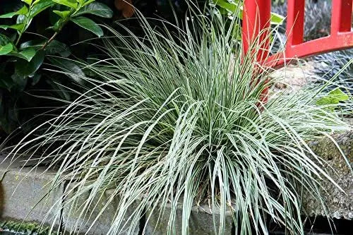 Ziergras Carex oshimensis 'Everest' von Stauden Gänge, dichtes, grünes japanisches Segge mit feinen Blättern.