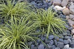 Ziergras Carex oshimensis 'Evergold' mit gelben Blättern, Stauden Gänge, Nahaufnahme des japanischen Segge-Designs