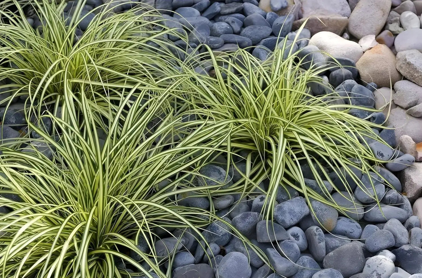Ziergras Carex oshimensis 'Evergold' mit gelben Blättern, Stauden Gänge, Nahaufnahme des japanischen Segge-Designs