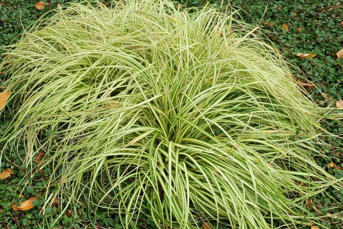 Ziergras Carex oshimensis 'Evergold' von Stauden Gänge, hellgrünes und goldfarbenes Blattmuster, wächst auf einem Gartenboden