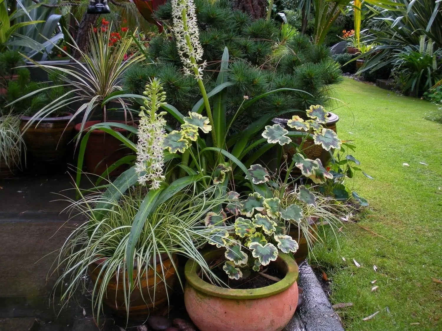 Ziergras Carex oshimensis 'Evergold' von Stauden Gänge, mit goldgelben und grünen Blättern, ideal für Garten und Balkon.
