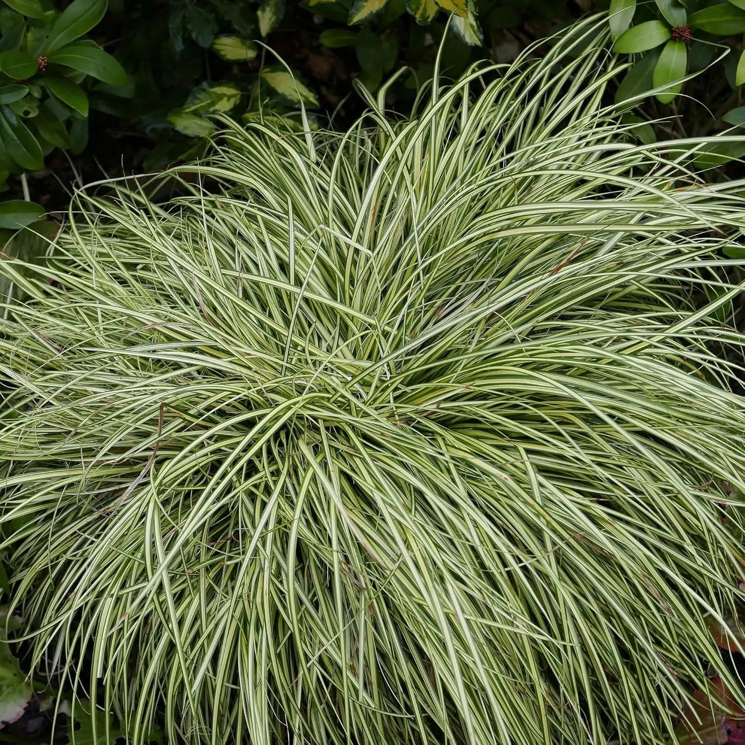 Ziergras Carex oshimensis 'Evergold' von Stauden Gänge, mit grün-gelben Blättern, im Garten.