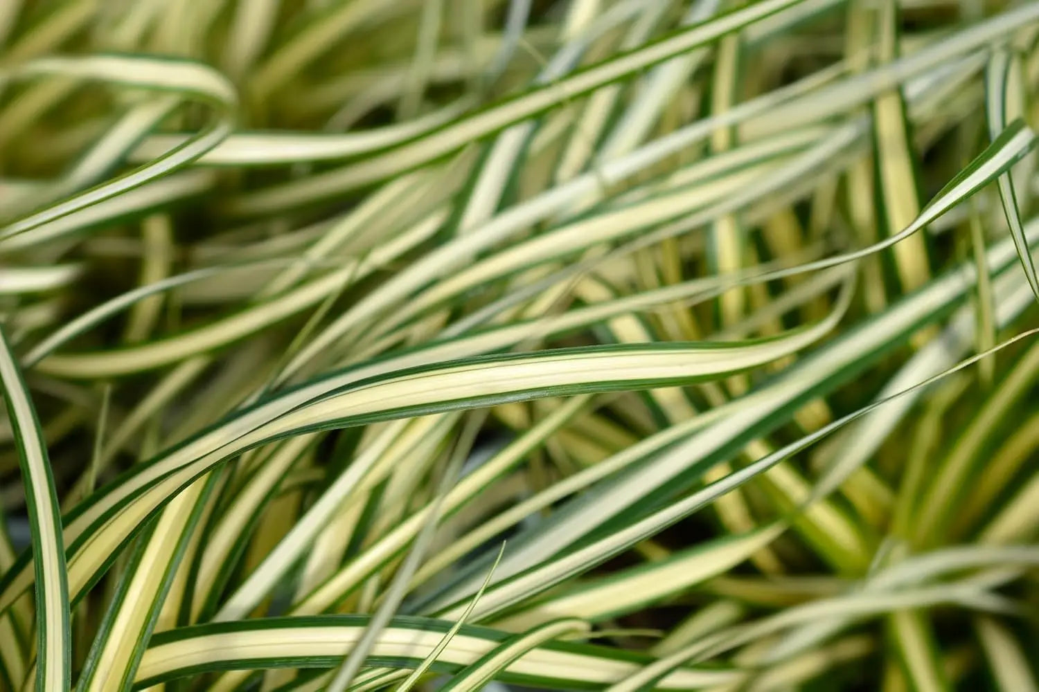 Ziergras Carex oshimensis 'Evergold' von Stauden Gänge, gold-grünes Laub, wächst auf einem Gartenboden.