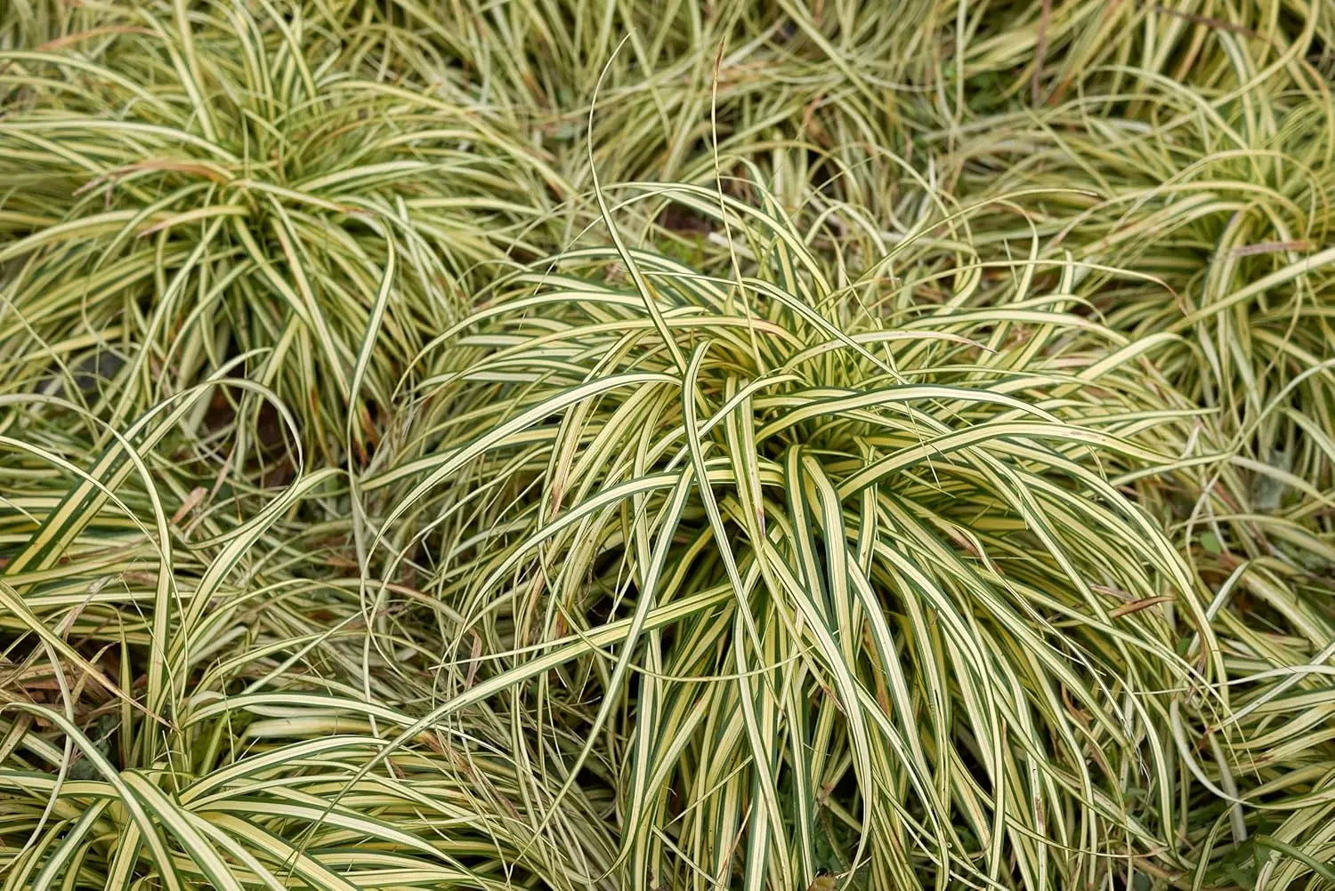 Ziergras Carex oshimensis 'Evergold' von Stauden Gänge, mit goldgelben Blättern und feinen grünen Halmen, im Garten.
