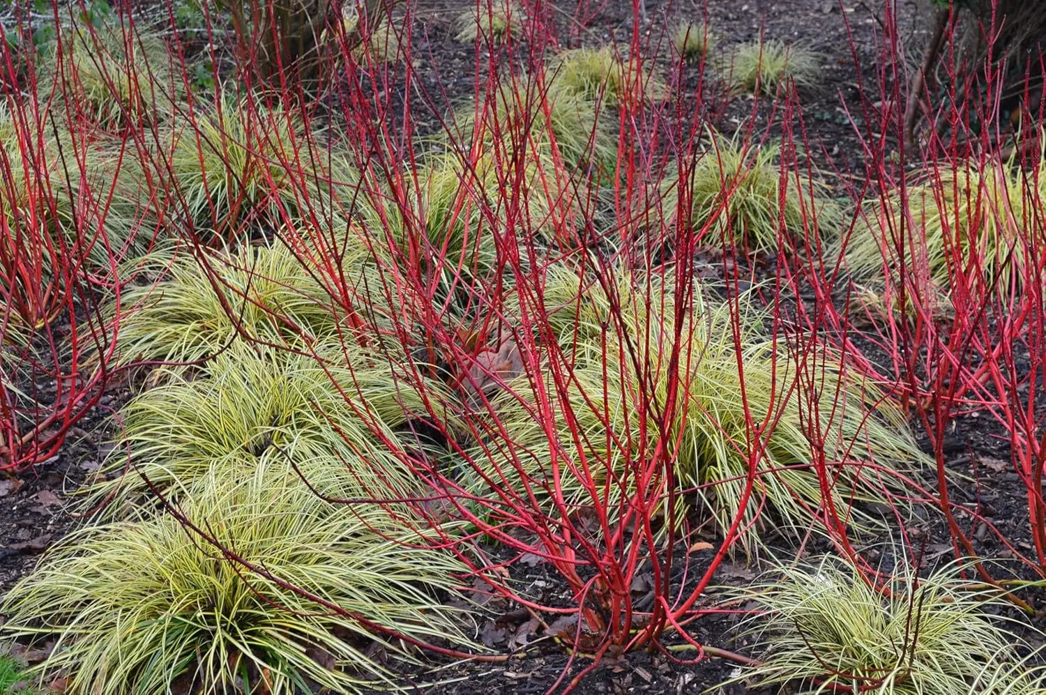 Ziergras Carex oshimensis 'Evergold' von Stauden Gänge, grüne Blätter mit goldenen Streifen, im Garten.