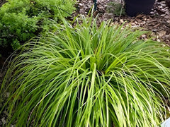 Grünes Carex oshimensis ‚JS Greenwell‘, japanisches Ziergras, wächst in einem Garten, von Stauden Gänge.
