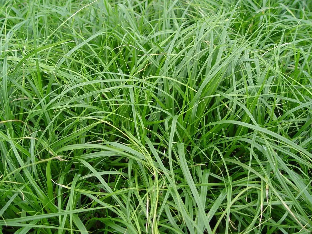 Ziergras Carex oshimensis ‚JS Greenwell‘, japanisches Seggen-Gras, grüne, schmale Blätter, in Gartenbeet gepflanzt