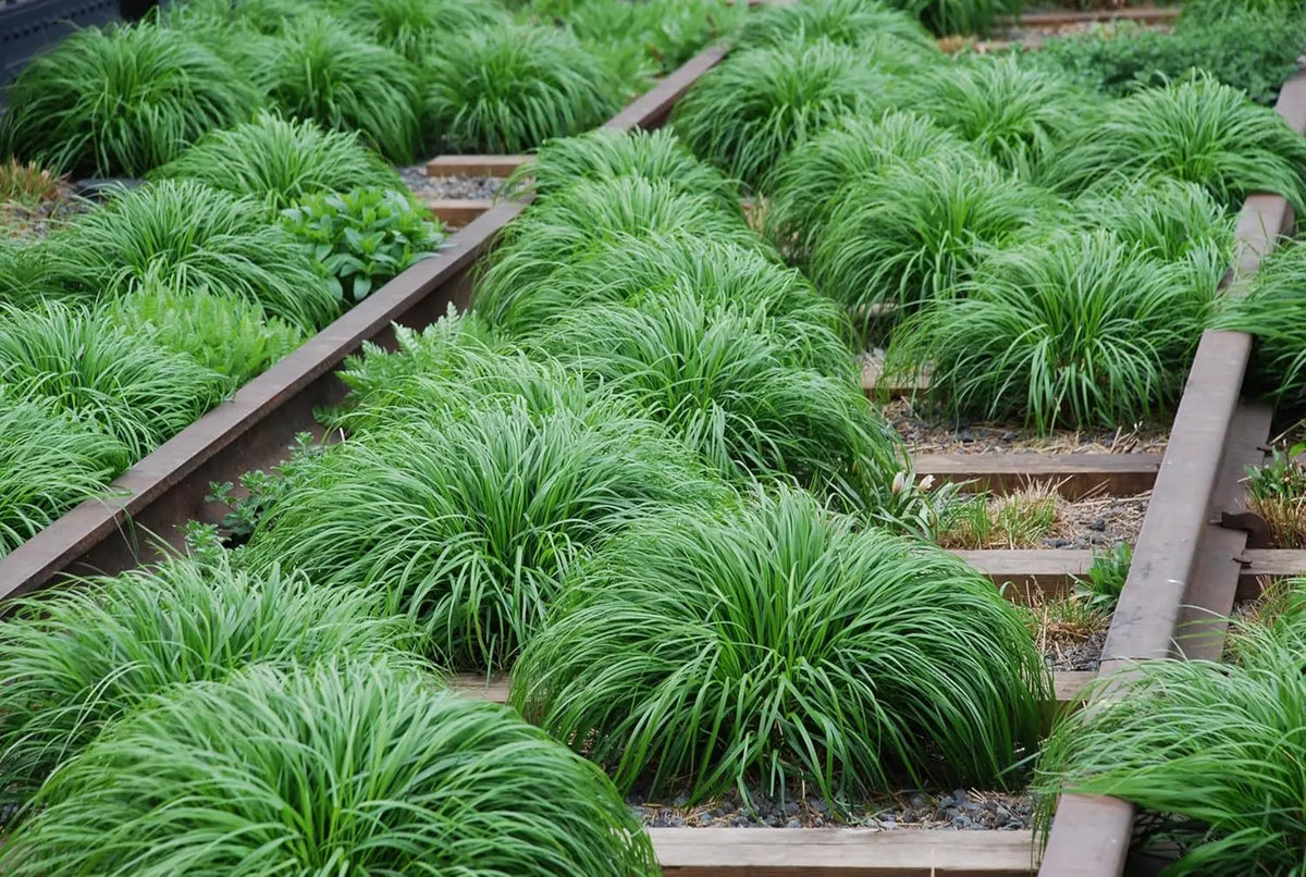 Ziergras Carex oshimensis ‚JS Greenwell‘, japanisches Seggen-Gras, grüne Blätter, Stauden Gänge, Gartenpflanze