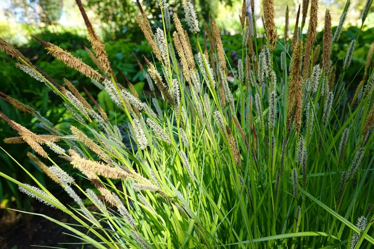 Ziergras Carex oshimensis ‚JS Greenwell‘, Japan Segge, mit grünen, schmalen Blättern, in Gartendekoration.