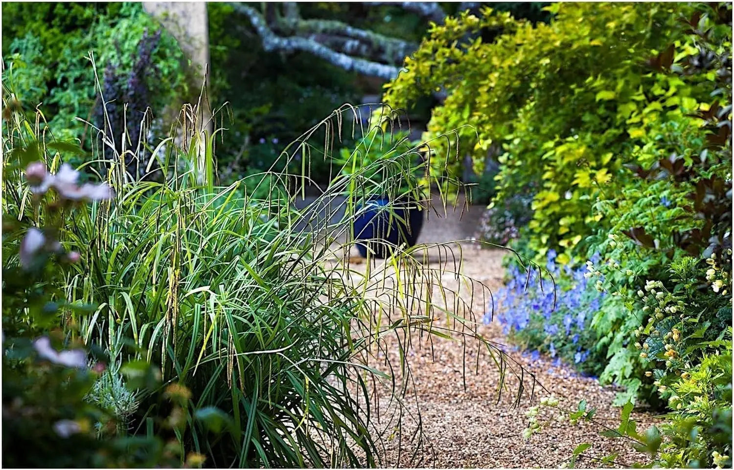 Große Carex pendula, Riesen Segge, Ziergras von Stauden Gänge, grüne, schilfartige Pflanze im Garten.