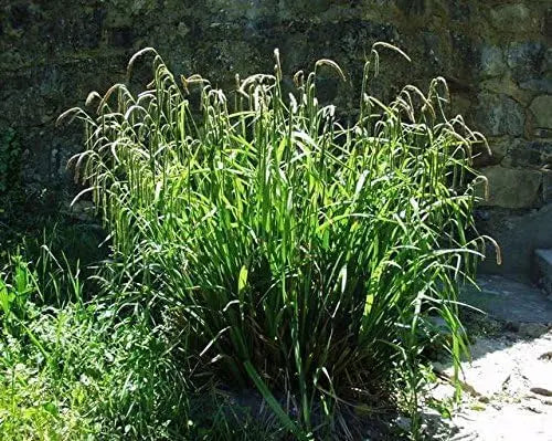 Große Carex pendula, Riesen Segge, als Ziergras, mit schmalen, hohen Grashalmen, von Stauden Gänge.