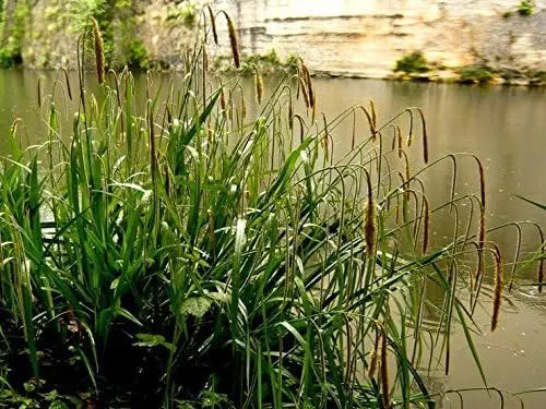 Ziergras Carex pendula, große Riesen Segge, mit langen, schmalen grünen Blättern, Stauden Gänge, Gartenpflanze