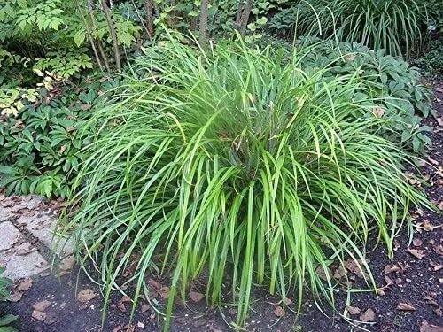 Große Carex pendula Riesen Segge als Ziergras, grüner, hoher Schilflook, in Gartenumgebung, von Stauden Gänge