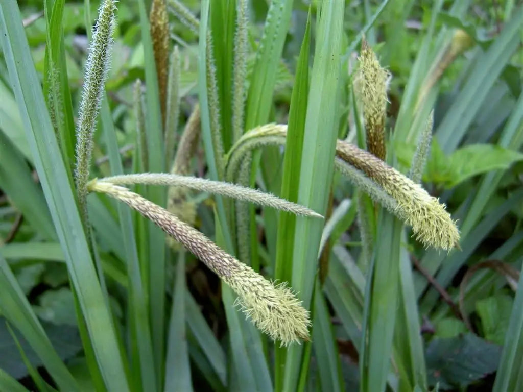 Carex pendula, riesige Segge, Ziergras von Stauden Gänge, grüne, hügelige Pflanze mit langen Blättern im Garten.