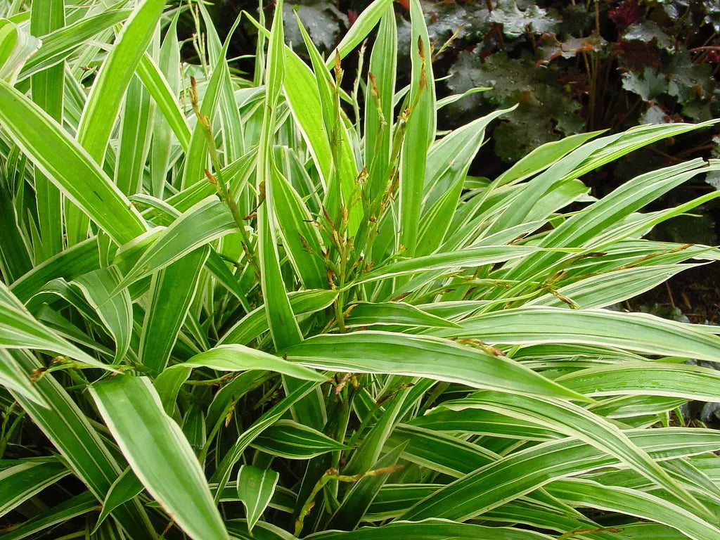 Ziergras Carex siderosticha 'Island Brocade' von Stauden Gänge, dichtes Segge mit buntem, strukturiertem Laub, im Garten.