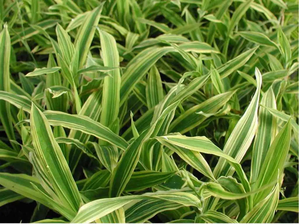 Ziergras Carex siderosticha 'Island Brocade' von Stauden Gänge, detaillierte Nahaufnahme mit braunen und grünen Blättern