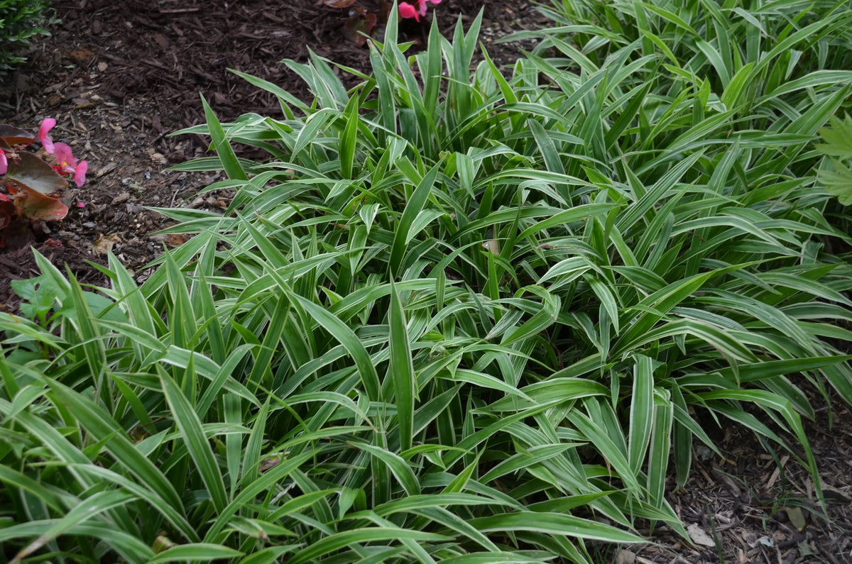 Ziergras Carex siderosticha 'Island Brocade' von Stauden Gänge, dichtes, bunte Segge mit schmalen Blättern, ideal für Gartenränder