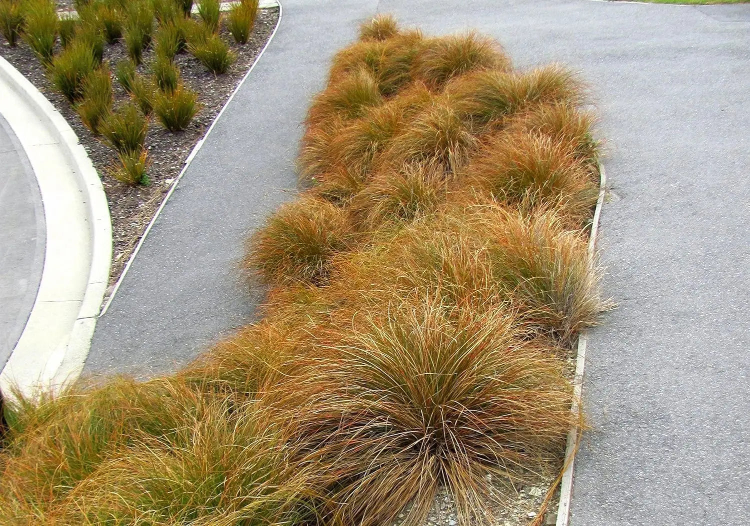 Ziergras Carex testacea 'Prairie Fire' von Stauden Gänge, orange-braune Segge mit schmalen Blättern im Garten.