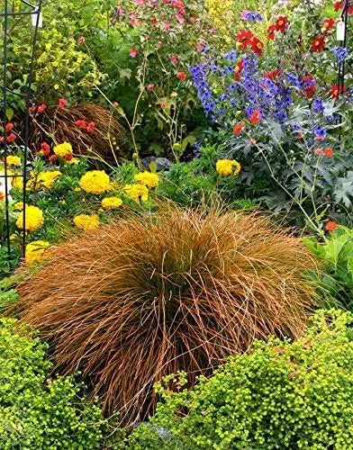 Ziergras Carex testacea 'Prairie Fire' von Stauden Gänge, orange-braune Seggen im Garten, detailreiche Aufnahme