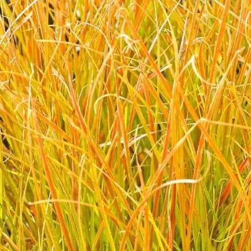 Ziergras Carex testacea 'Prairie Fire' von Stauden Gänge, orange-braune Segge mit schmalen Blättern, im Garten fotografiert