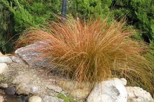 Ziergras Carex testacea 'Prairie Fire' von Stauden Gänge, orange-braune Segge mit dichten, filigranen Blättern.