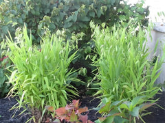 Ziergras Chasmanthium latifolium, Plattährengras von Stauden Gänge, mit langen, breiten Blättern im Garten.