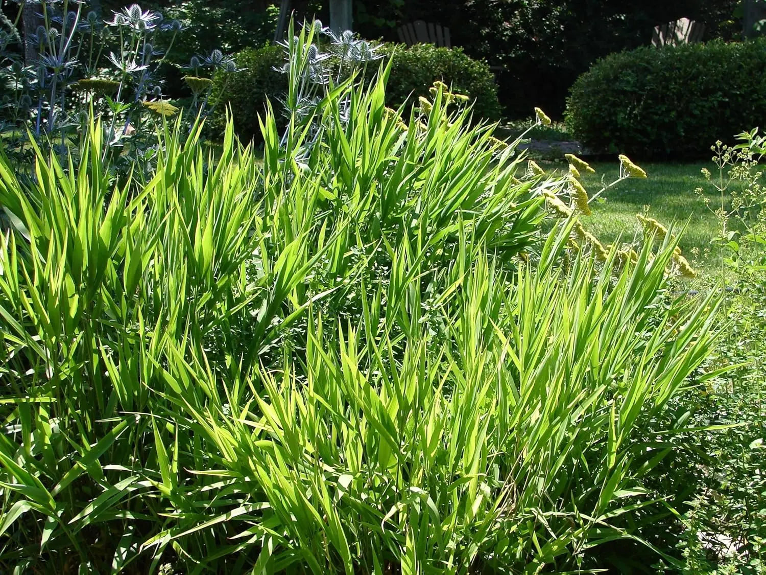 Ziergras Chasmanthium latifolium, auch Plattährengras, von Stauden Gänge, mit breiten Blättern und aufrechter Wuchs.