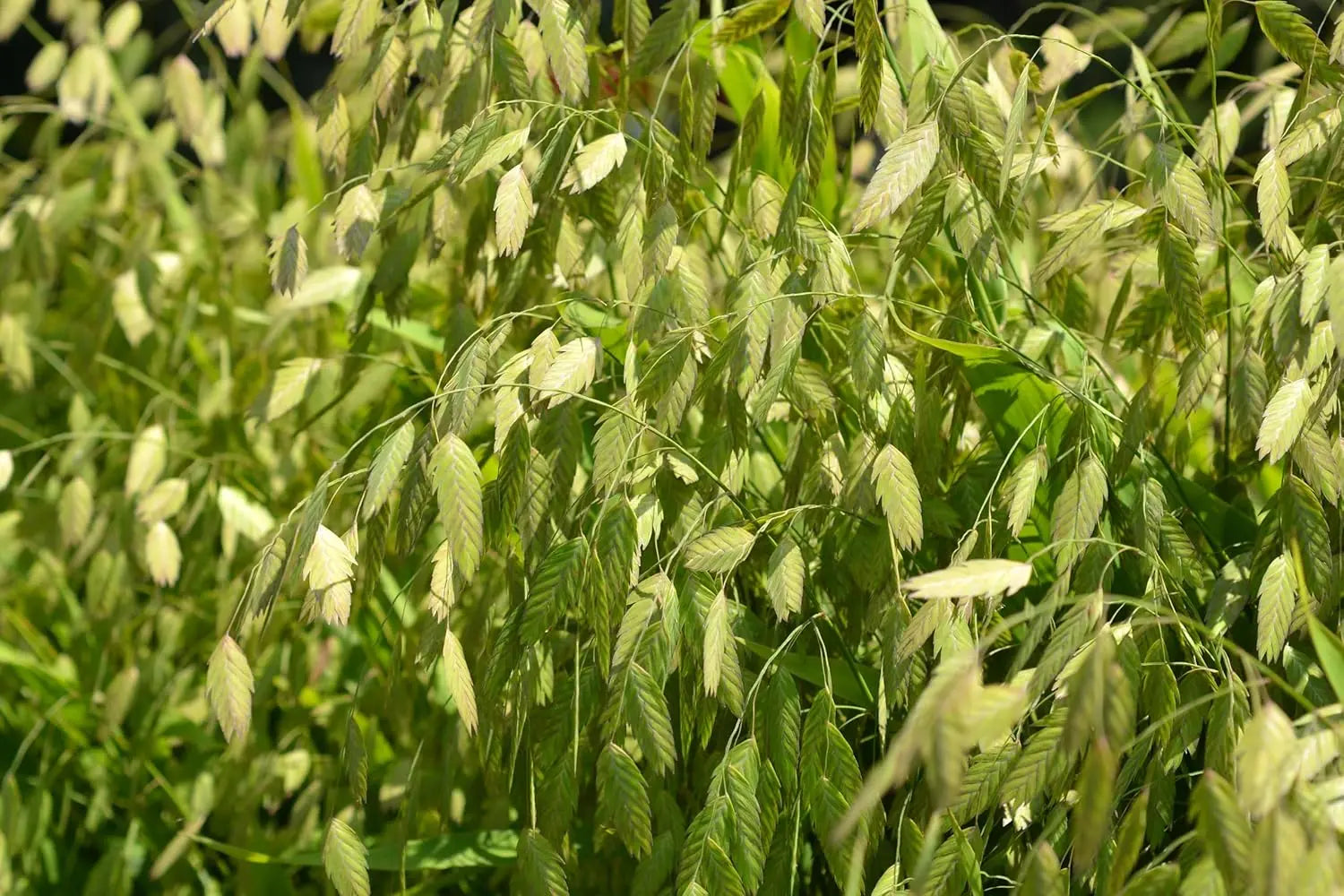 Ziergras Chasmanthium latifolium, Plattährengras, von Stauden Gänge, mit breiten, grünen Blättern im Garten.