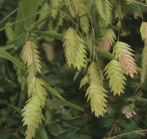 Ziergras Chasmanthium latifolium, Plattährengras, mit langen, breiten Blättern, von Stauden Gänge.