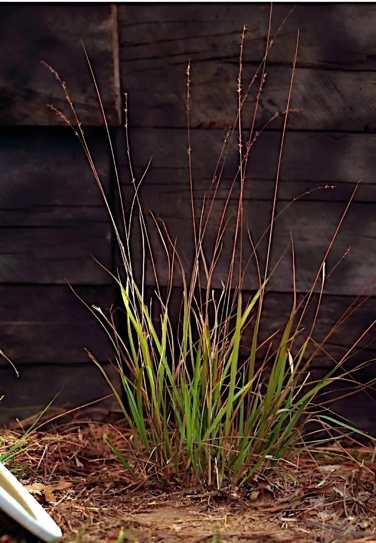 Ziergras Chasmanthium laxum (Plattährengras) von Stauden Gänge, grüne Halme mit braunen Ähren, im Garten.