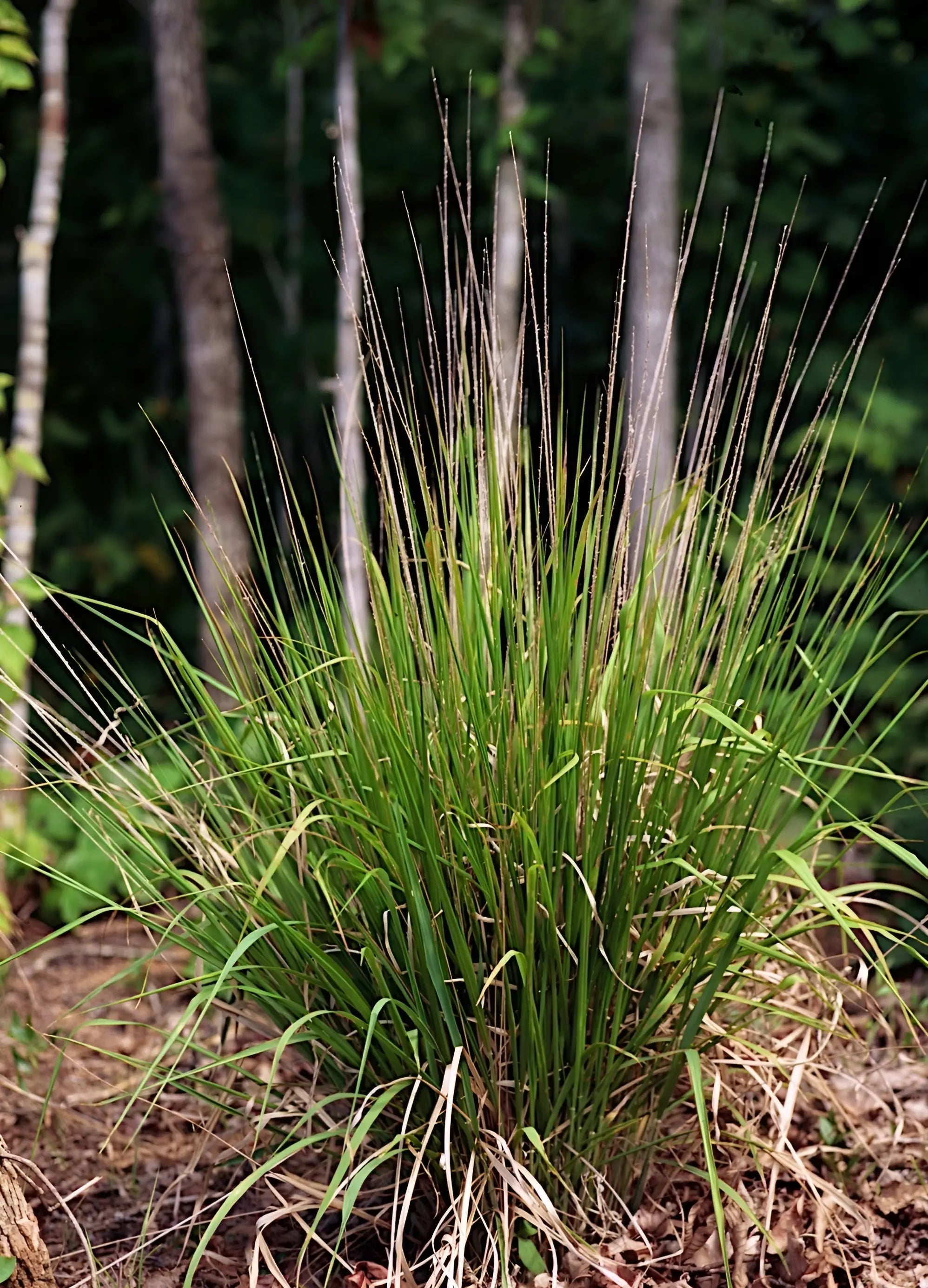 Ziergras Chasmanthium laxum von Stauden Gänge, Plattährengras mit lockeren, grasartigen Halmen, für Garten und Beet.