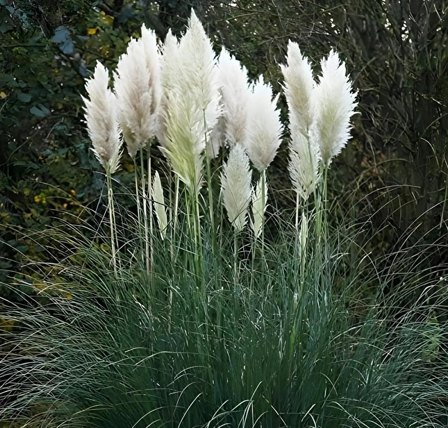 Ziergras Cortaderia selloana ‚Evita‘, kleines Pampasgras, mit langen, schmalen silbrigen Blättern und hohen Blütenständen.