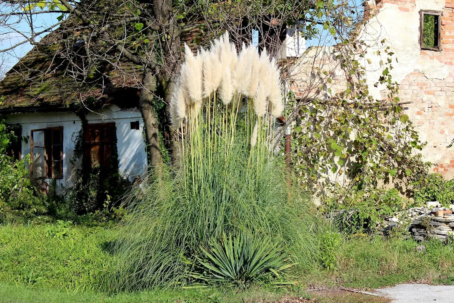 Ziergras Cortaderia selloana ‚Evita‘, kleines Pampasgras, mit langen, feinen Blättern und federartigen Blütenständen, Stauden Gänge
