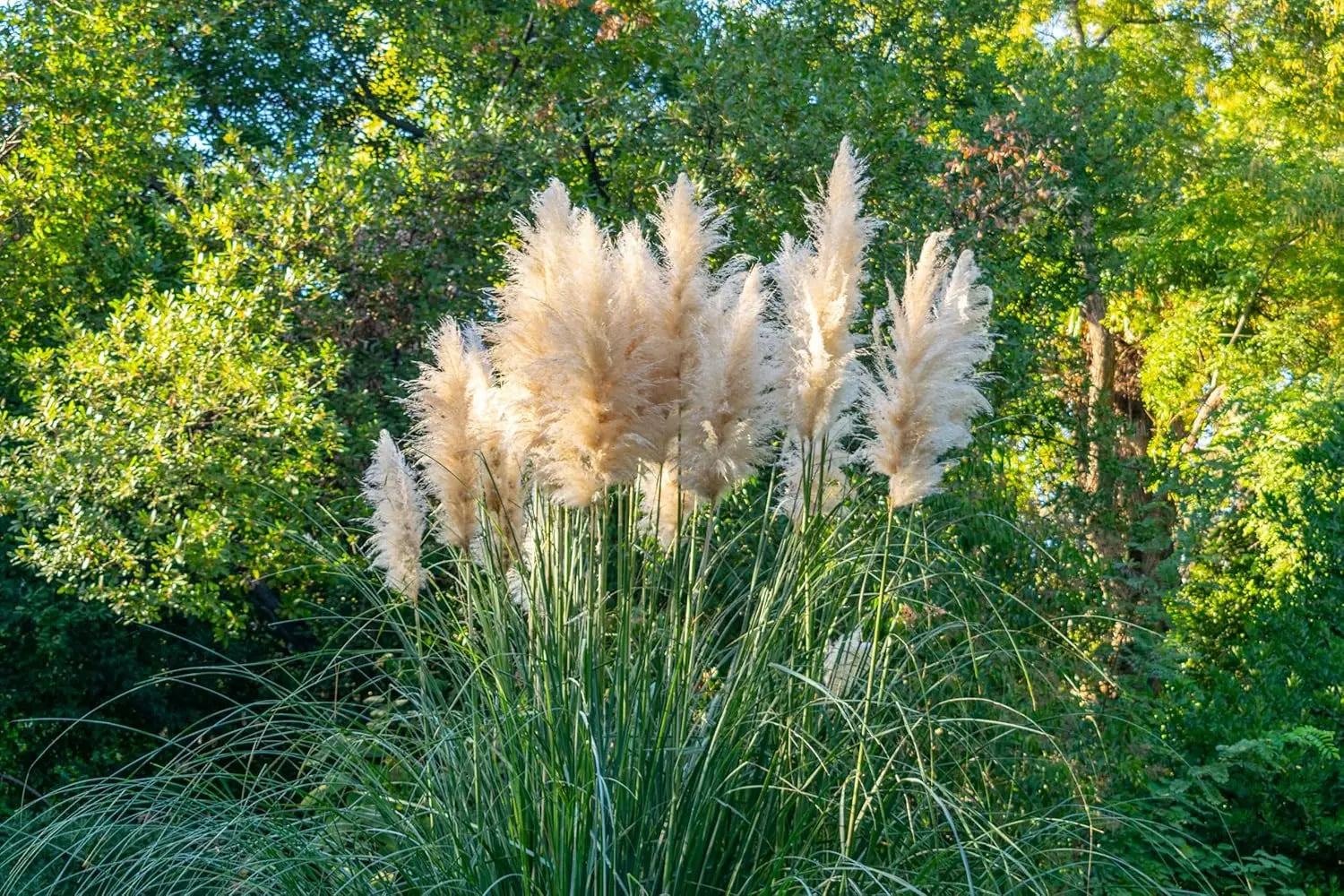 Ziergras Cortaderia selloana ‚Evita‘, Kleines Pampasgras, mit langen, federartigen silberweißen Blütenständen, im Garten.