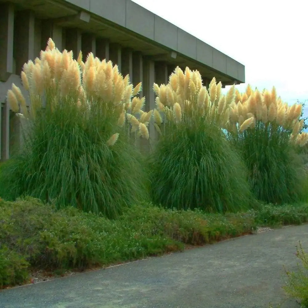 Ziergras Cortaderia selloana ‚Evita‘, kleines Pampasgras mit langen, feinen, weißen Blüten im natürlichen Gartensetting.