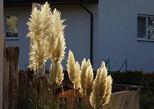 Ziergras Cortaderia selloana ‚Evita‘, kleines Pampasgras, mit langen, federartigen Blättern und silbrigen Blütenständen.