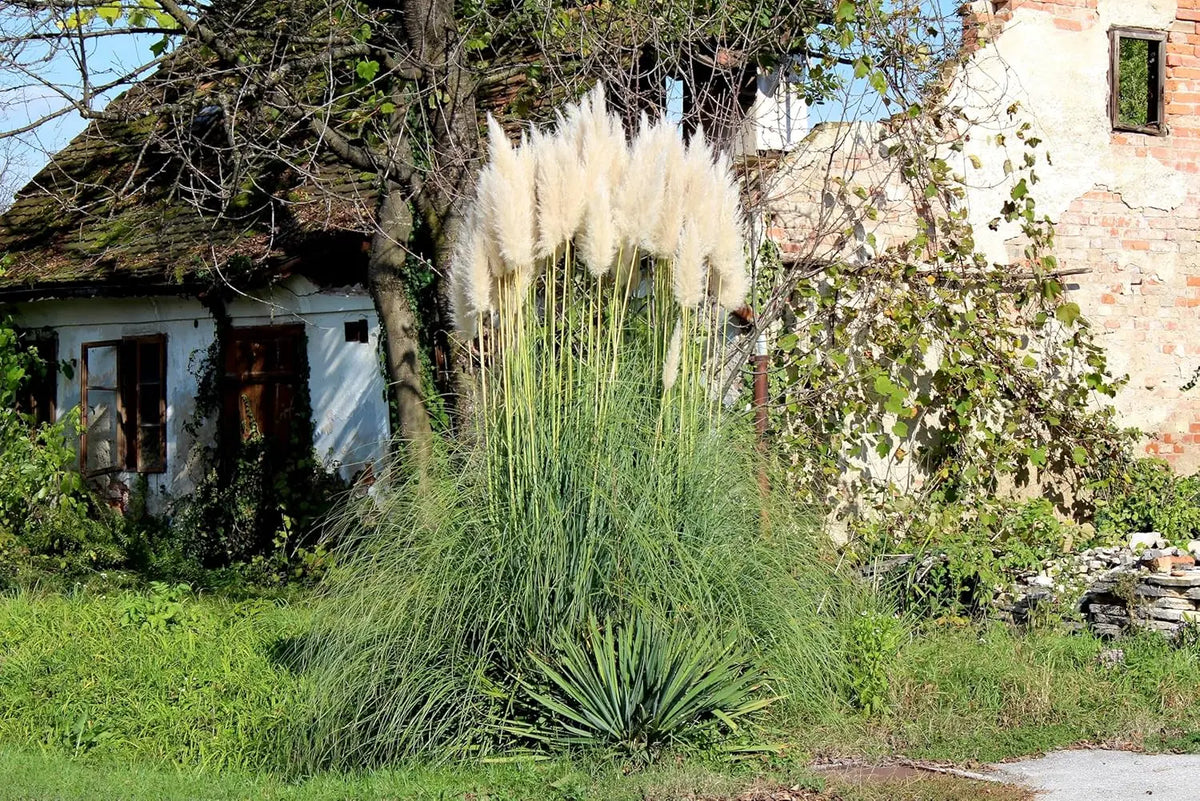 Ziergras Cortaderia selloana ‚Evita‘ in XXL-Topf, pampasgrasartiges Ziergras mit langen, flauschigen Blütenständen.