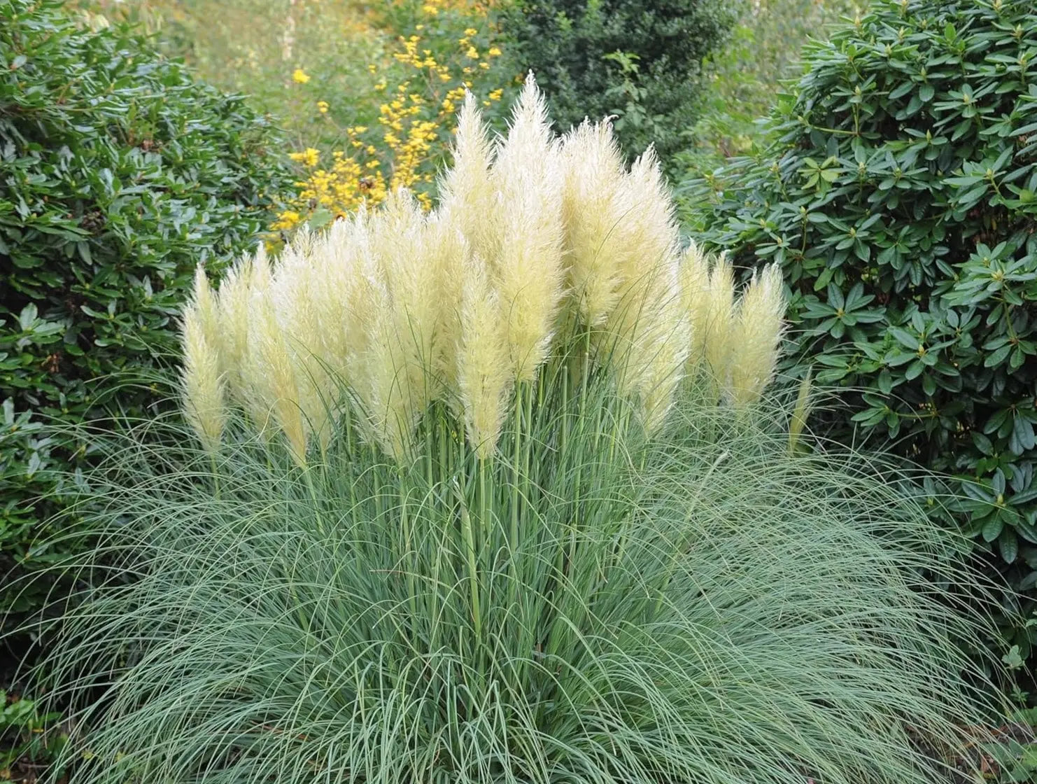 Ziergras Cortaderia selloana ‚Pumila‘ in XXL Topf, Zwerg Pampasgras, grüner, buschiger Blütenstand, Stauden Gänge