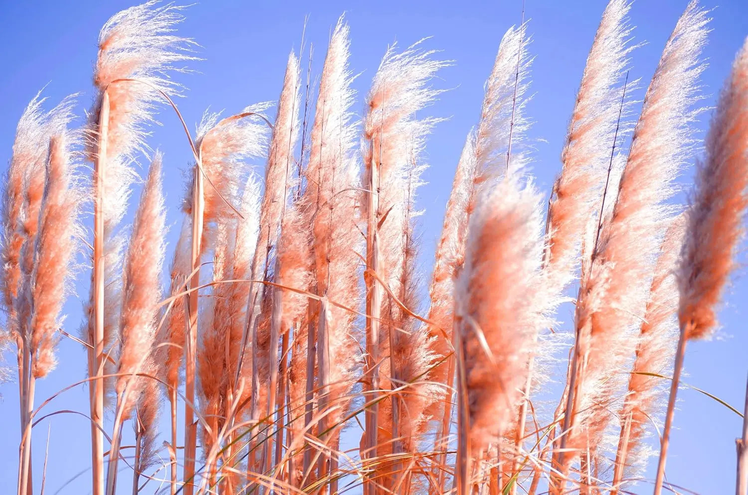 Ziergras Cortaderia selloana ‚Rosea‘, rosa Pampasgras mit langen, weichen Blättern und auffälligen rosa Blütenrispen, Stauden Gänge