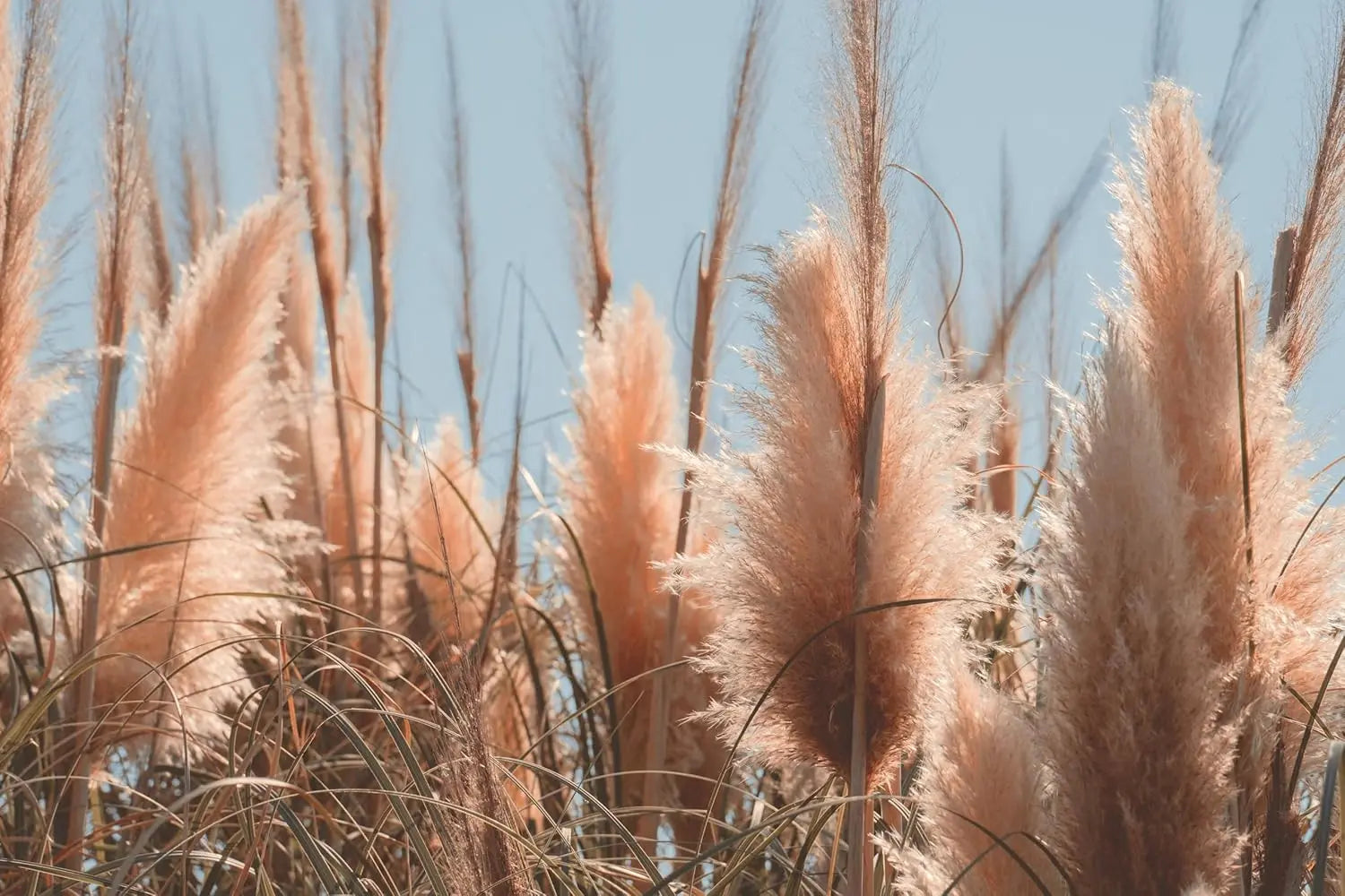 Ziergras Cortaderia selloana ‚Rosea‘, Rosa Pampasgras mit rosa Blüten, große, federartige Grasähren, Stauden Gänge