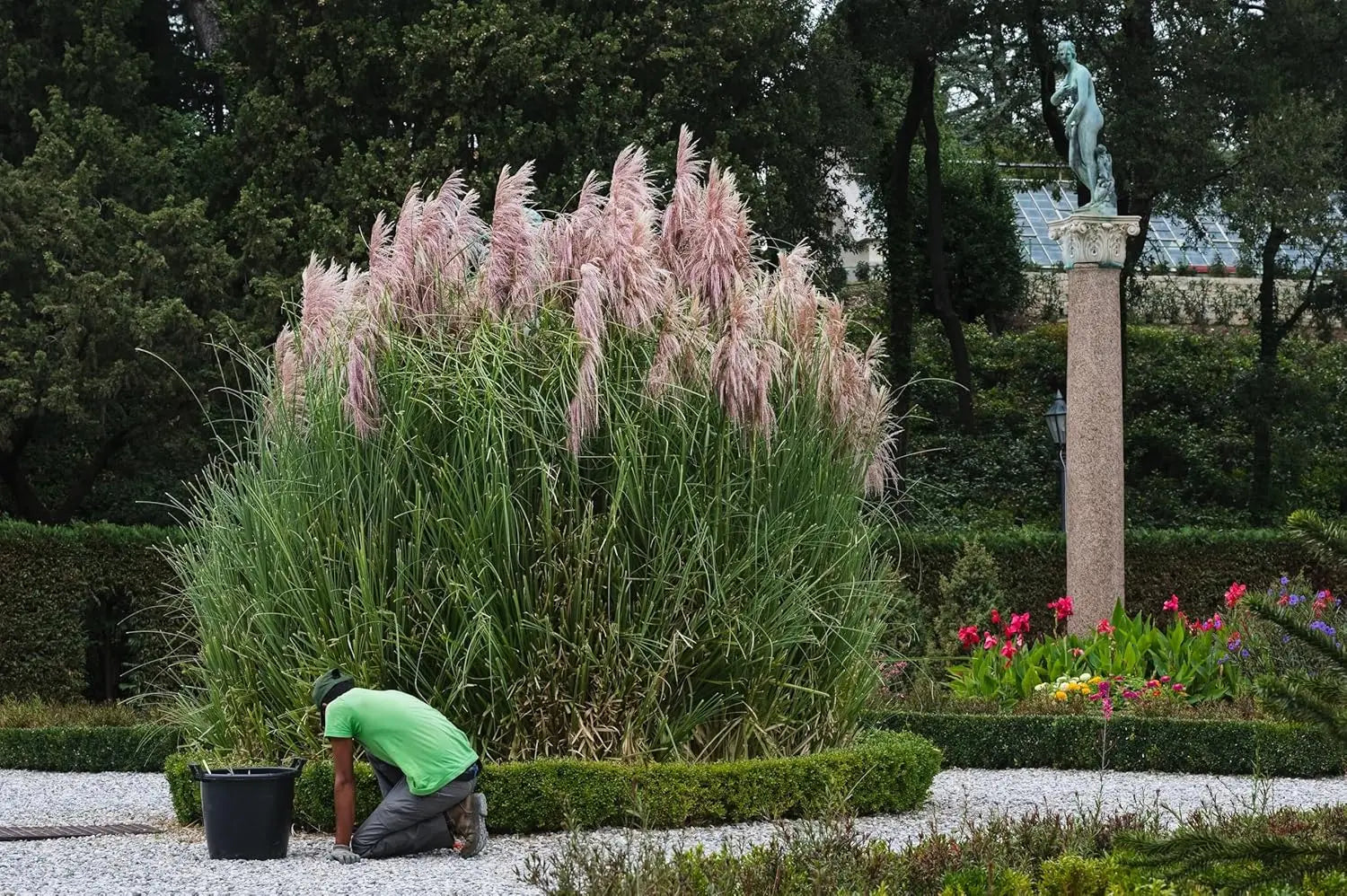 Cortaderia selloana ‚Rosea‘, Rosa Pampasgras, Ziergras in XXL Topf, mit rosa Blüten und langen, schilfartigen Halmen, von Stauden Gänge
