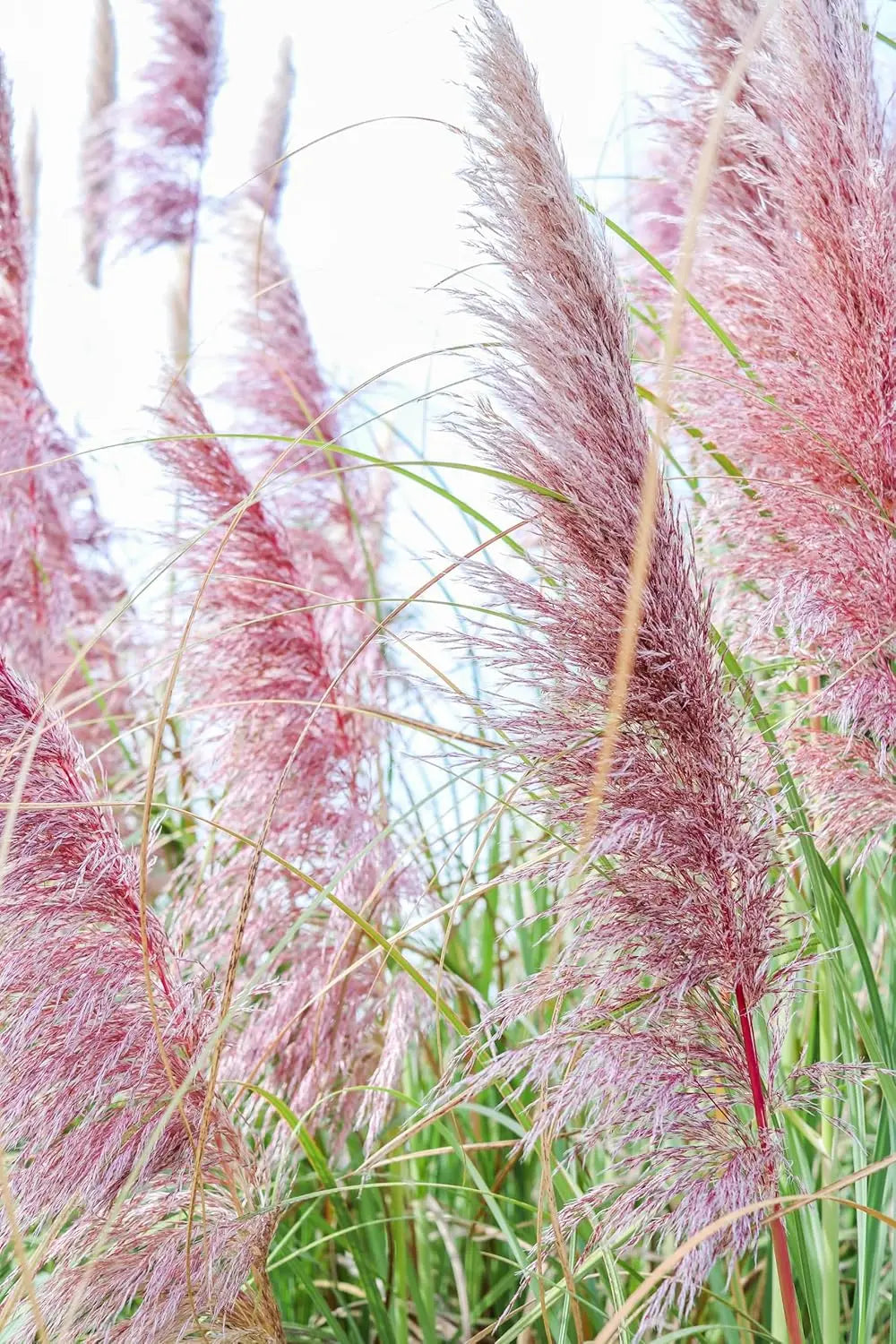 Ziergras Cortaderia selloana ‚Rosea‘ in XXL Topf, rosa Pampasgras, Stauden Gänge, dekoratives Ziergras im Garten.