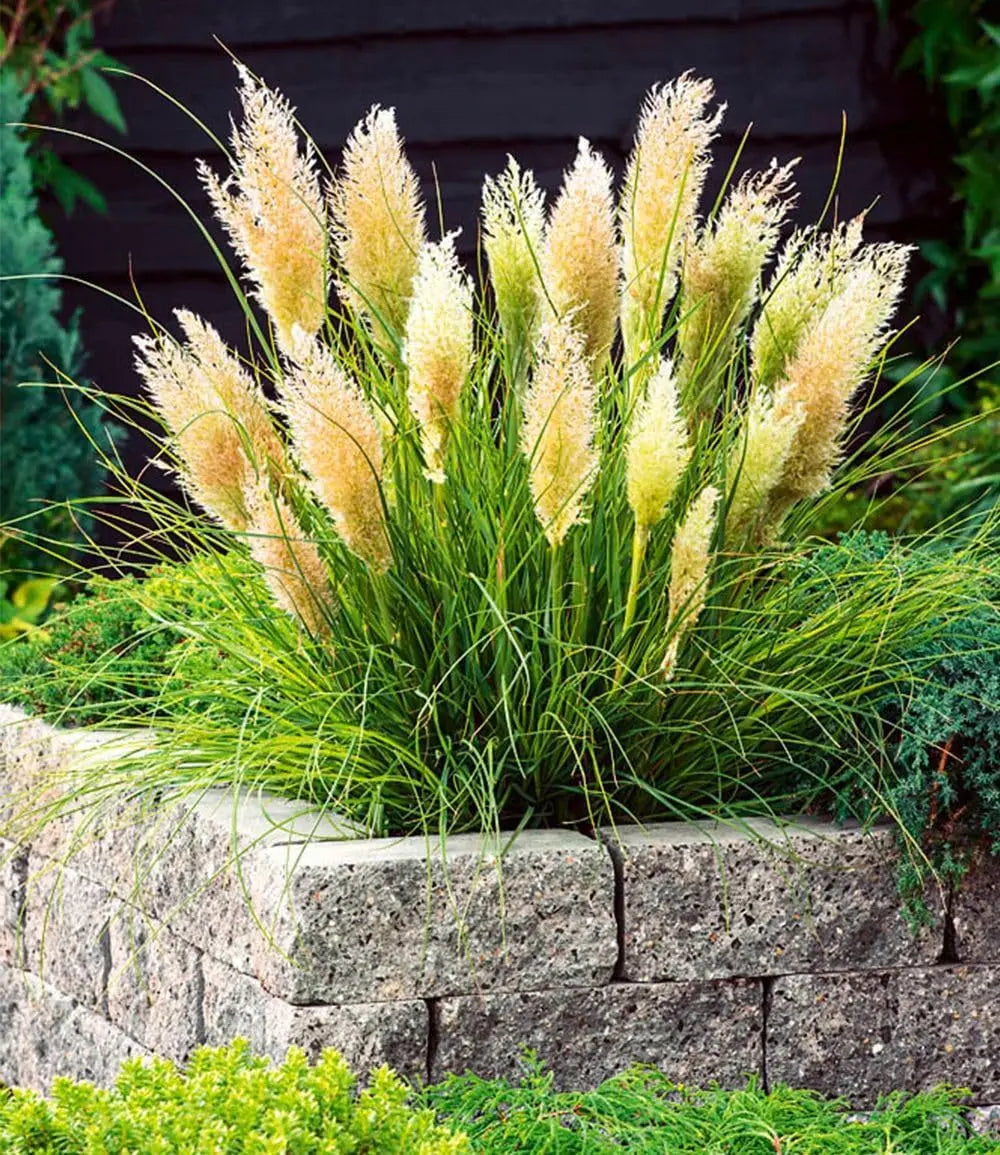 Ziergras Cortaderia selloana 'Tiny Pampa' von Stauden Gänge, kleines Pampasgras mit feinen, silbrigen Halmen.