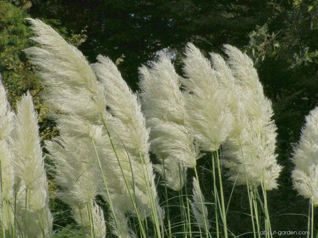 Weißes Pampasgras von Stauden Gänge in XXL-Topf, Ziergras mit zarten, weißen Blütenständen, dekorativ für Garten und Terrasse