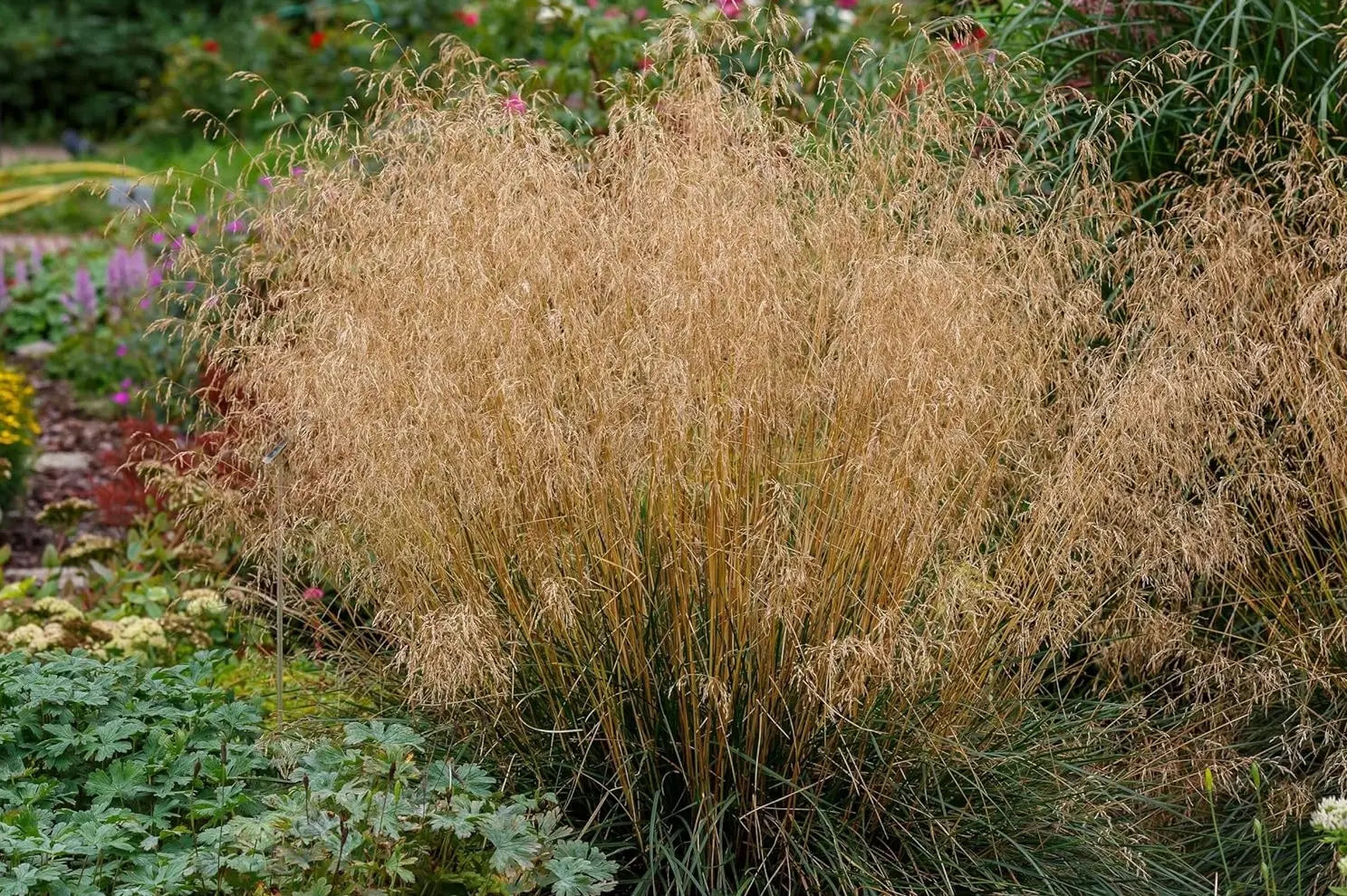 Ziergras Deschampsia cespitosa 'Tauträger' von Stauden Gänge, ideal für den Rasen, mit schmalen, welligen Blättern.