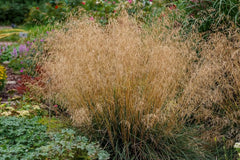 Ziergras Deschampsia cespitosa 'Tauträger' von Stauden Gänge, ideal für den Rasen, mit schmalen, welligen Blättern.