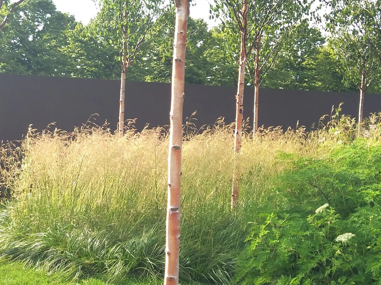 Ziergras Deschampsia cespitosa 'Tauträger' von Stauden Gänge, dichter Rasen aus Schmiele mit feinen, schilfartigen Blättern